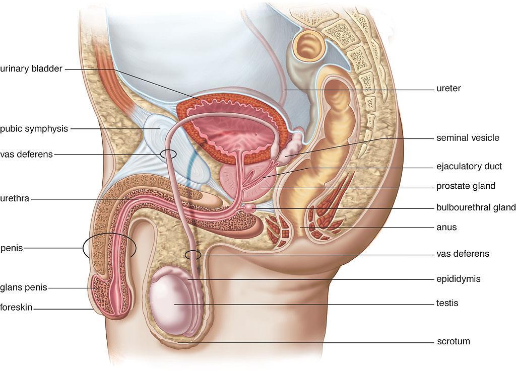 Male Reproductive System Prostatic