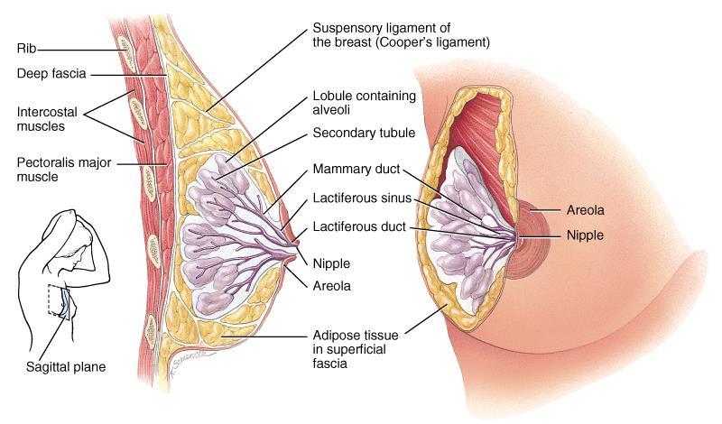 Mammary Glands Modified sweat glands that produce milk (lactation)