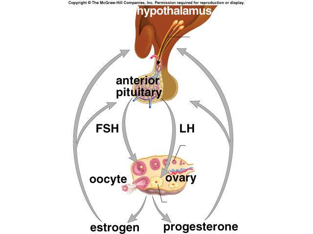 Hormonal Control of Ovaries