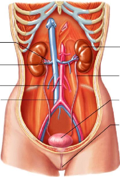 Urinary Organs Kidney