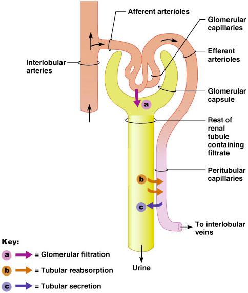 Mechanisms of Urine Forma&on The kidneys filter the body s en9re plasma volume 60 9mes each day The filtrate: Contains all plasma components except protein Loses water, nutrients, and essen9al ions