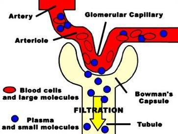 FILTRATION The GLOMERULUS is considered to be a high pressure capillary bed. Pressure inside the GLOMERULUS is about 65mmHg.
