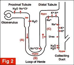 REABSORPTION Passive Transport: H 3 O-, NH3, H 2 O and K+ ions are all able to move via passive transport.