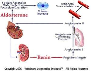 KIDNEYS AND BLOOD PRESSURE Increased fluid loss causes a decrease in blood pressure, reducing oxygen delivery to tissues. This is detected by specialized receptors and leads to the release of RENIN.