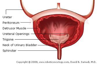 Voluntary control comes from the muscular urinary sphincters at the base of the bladder.