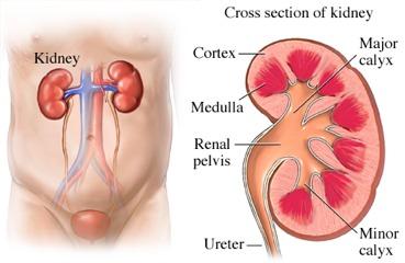 URINARY SYSTEM Let s look at a cross section of the kidney!