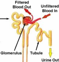 URINARY SYSTEM Path of blood through the nephron AFFERENT ARTERIOLES = blood