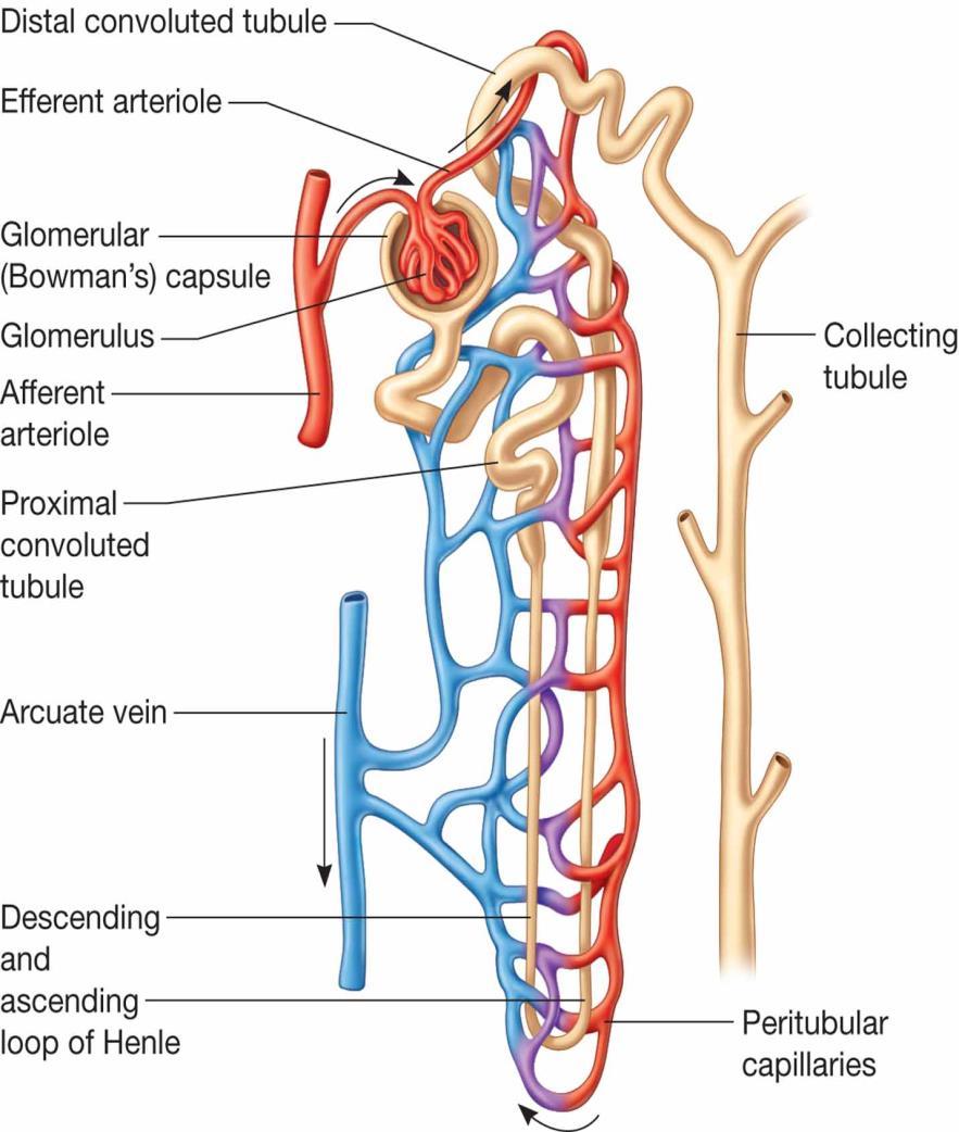 The Nephron Nephron consists of: Glomerulus Bowman s Capsule Renal tubule
