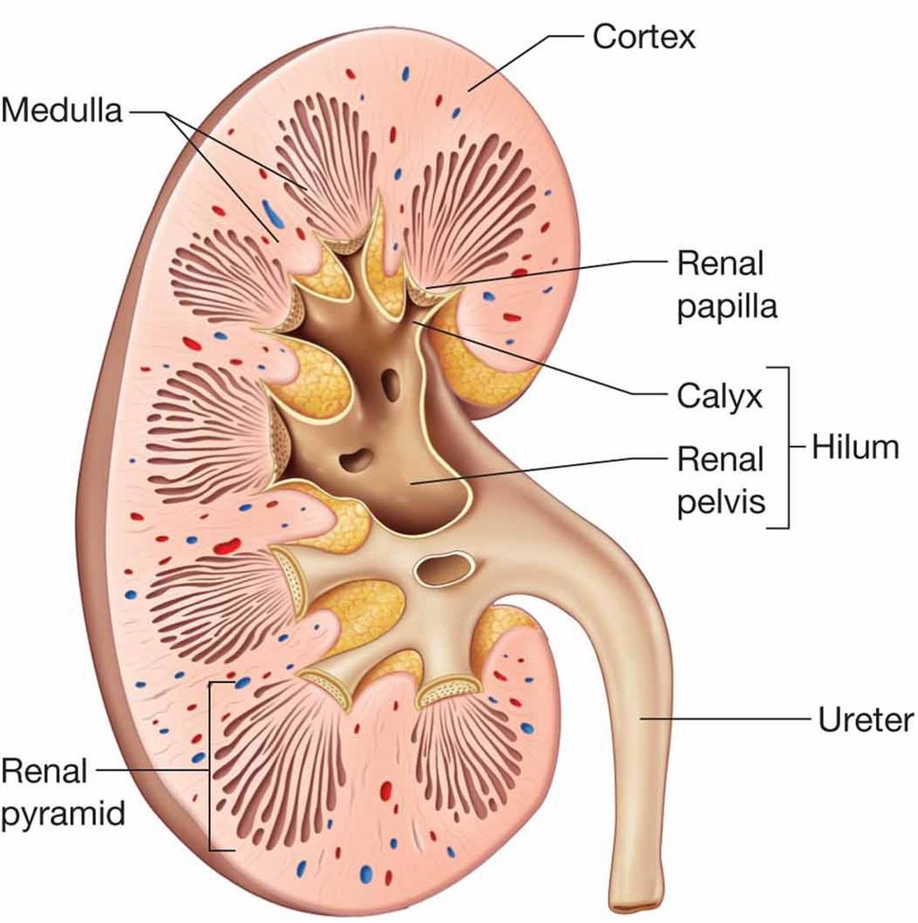 External Structure of the Kidneys Hilum Entrance for renal arteries, nerves, and