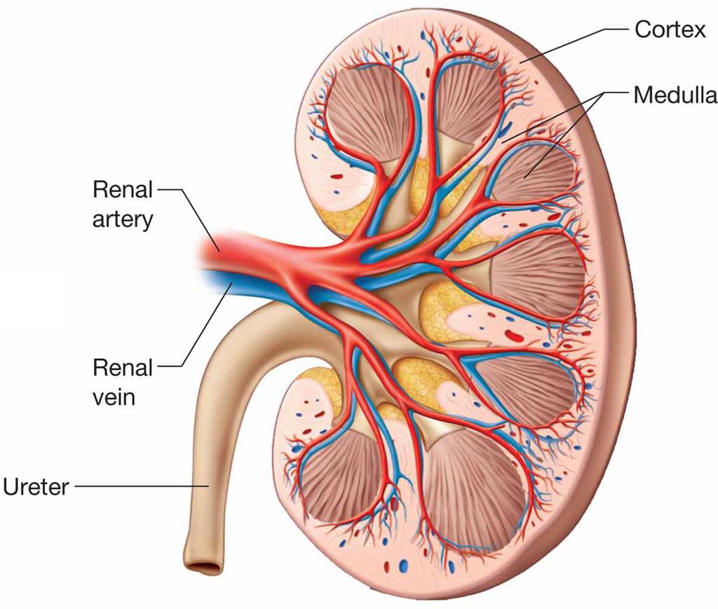 Internal Structure of the Kidneys Cortex Outer layer Contains arteries, veins, convoluted tubules, and