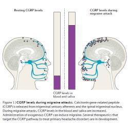 CGRP CGRP level are higher in migraineurs. During migraine attack, level of CGRP increase. Injecting CGRP triggers a migraine.