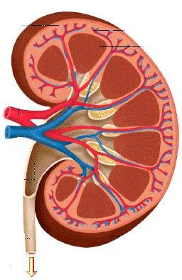 OCT2, O Renal secretio Pgp, MR OAT4, OC MATE1/ Pgp, MDR3, MRP2, BSEP Intestinal Absorption Intestinal uptake