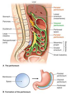 The Peritoneum and Mesenteries Figure from: McConnell, The Nature of Disease, 2 nd ed.