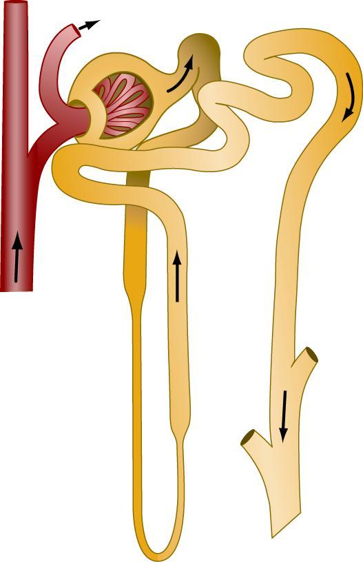 perfusion pressure systemic arterial pressure pressure in renal