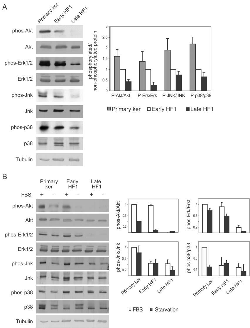 Figure 4. Anti apoptotic signaling is reduced both under basal conditions and under stress. A. Representative western blots of PKB/Akt, Erk, Jnk and p38 in their phosphorylated and non-phosphorylated forms under normal growth conditions.
