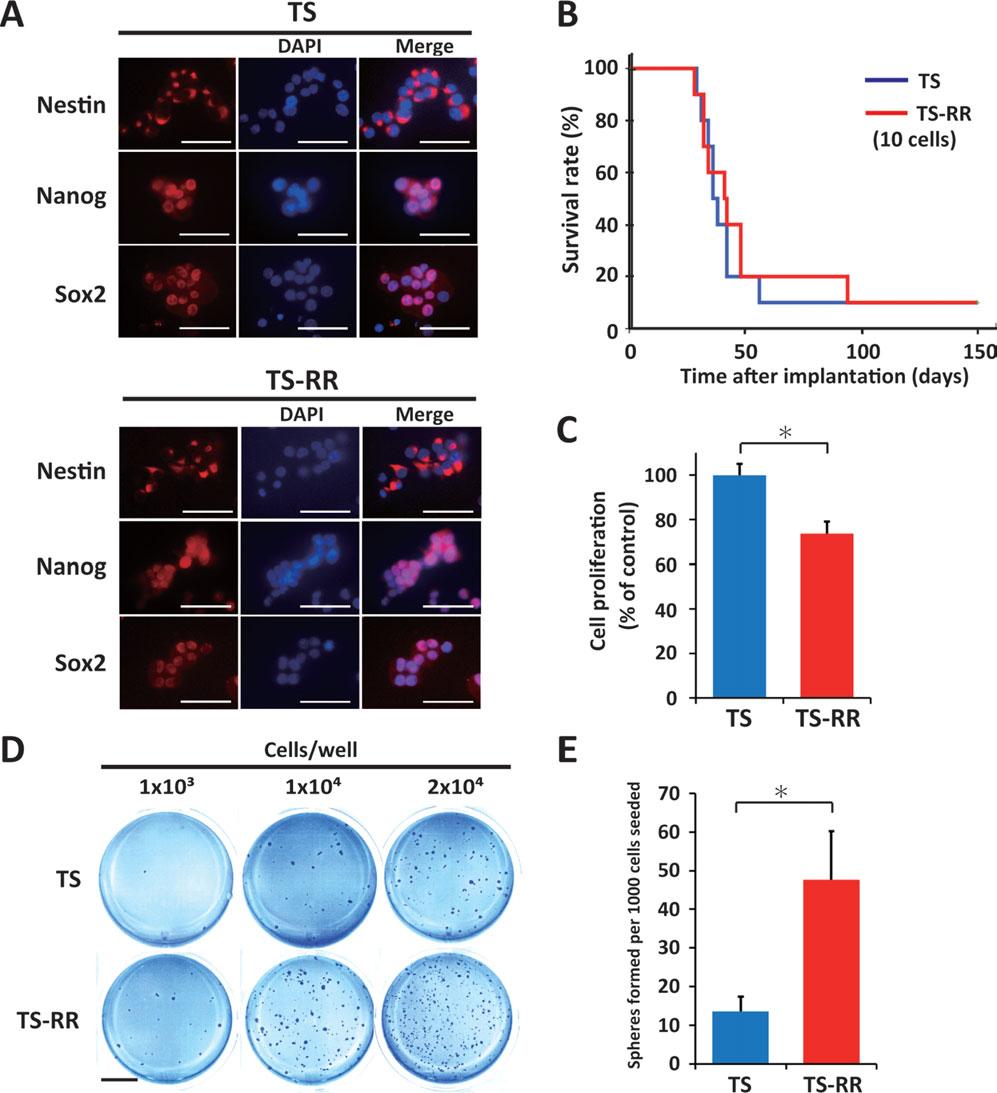 630 IGF1R Signaling Regulates Radioresistance in GSCs Figure 1. Glioma stem cells with a high self-renewal capability and low proliferation rate are enriched after fractionated radiation.