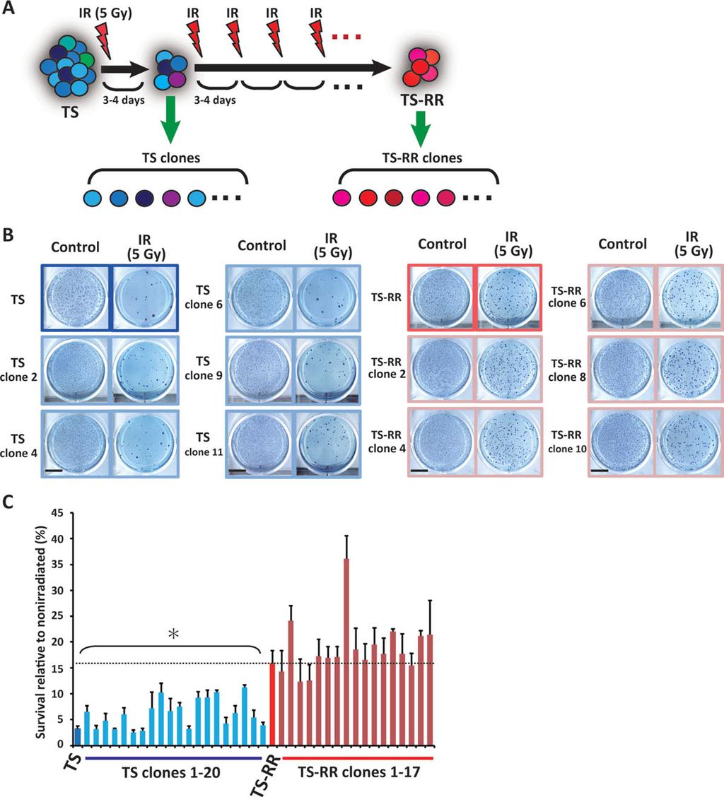 632 IGF1R Signaling Regulates Radioresistance in GSCs Figure 3. Highly radioresistant clones are not present in the initial glioma stem cell population.