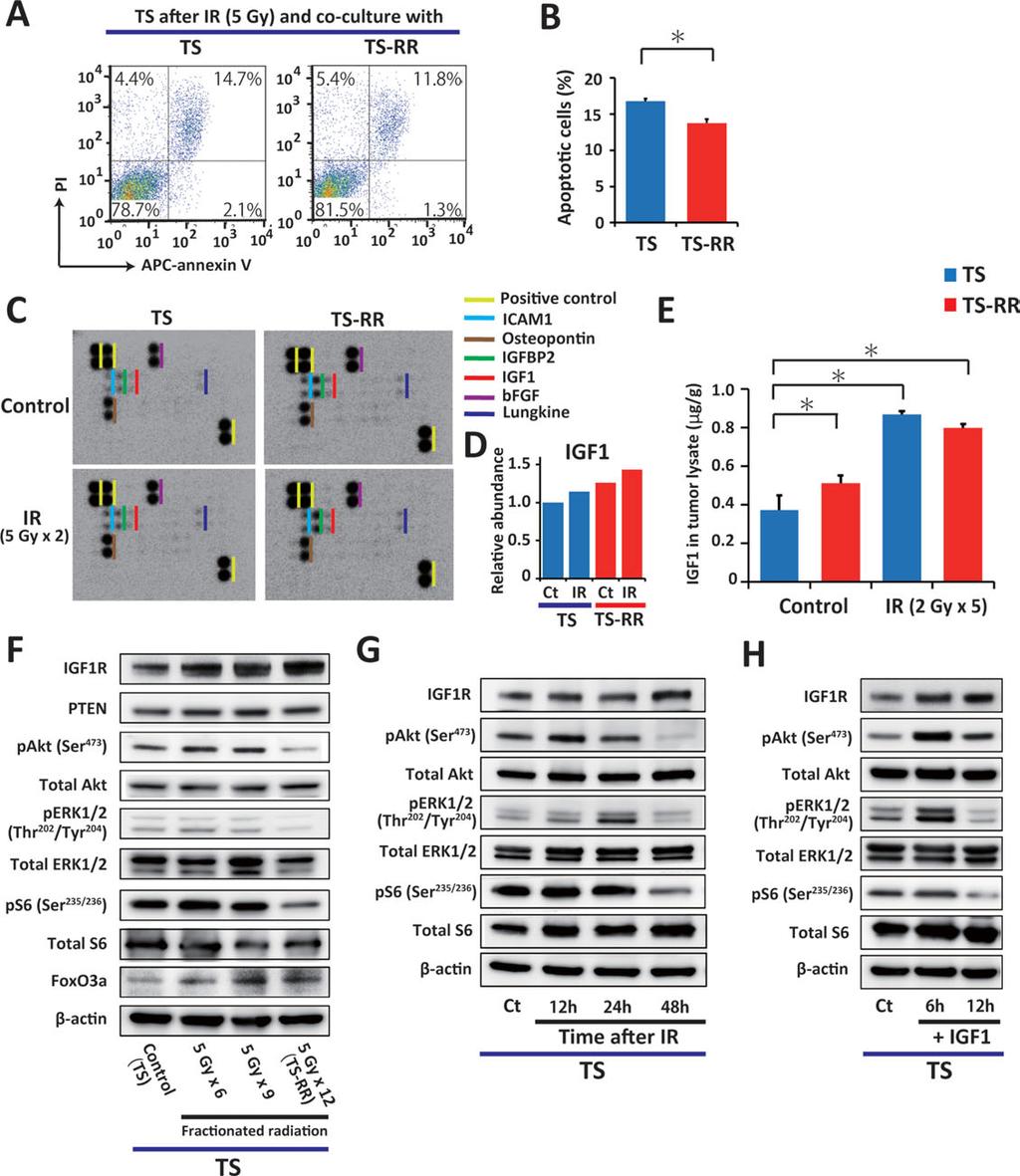 Osuka, Sampetrean, Shimizu et al. 633 Figure 4. Fractionated radiation induces secretion of IGF1 and upregulation of IGF1R in glioma stem cells.