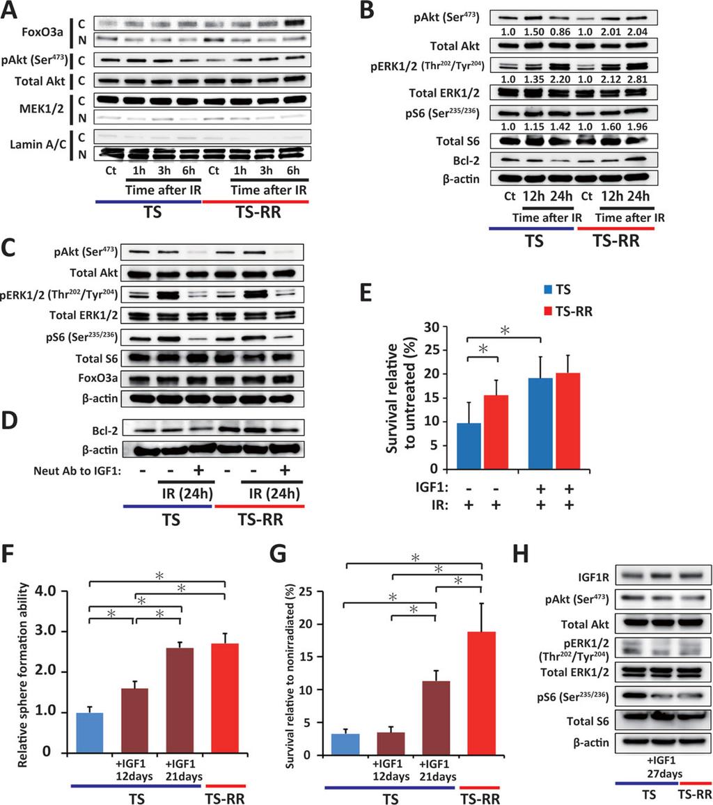 Osuka, Sampetrean, Shimizu et al. 635 Figure 6. IGF1 receptor signaling regulates adaptive radioprotection in glioma stem cells.