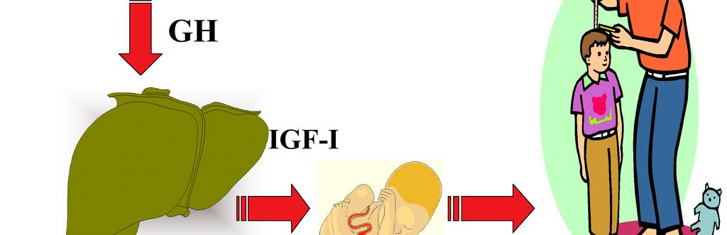 Protein and amino acids directly affect IGF-1 gene expression in the hepatocytes. So there's a direct effect, particularly from protein intake.