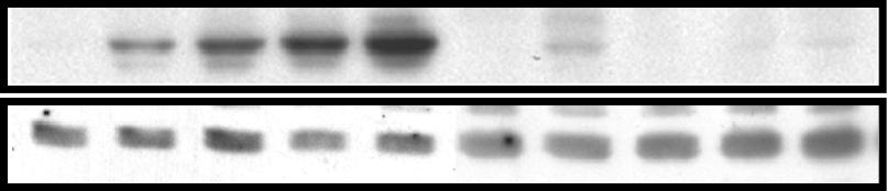 ERK1/2, but not Akt, shows sustained activation following DNA