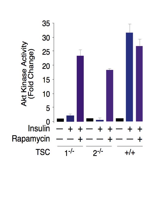 TSC1 or TSC2-null MEFs show reduced IRS1 and decreased insulin activation of Akt that is reversed by rapamycin Rapamycin