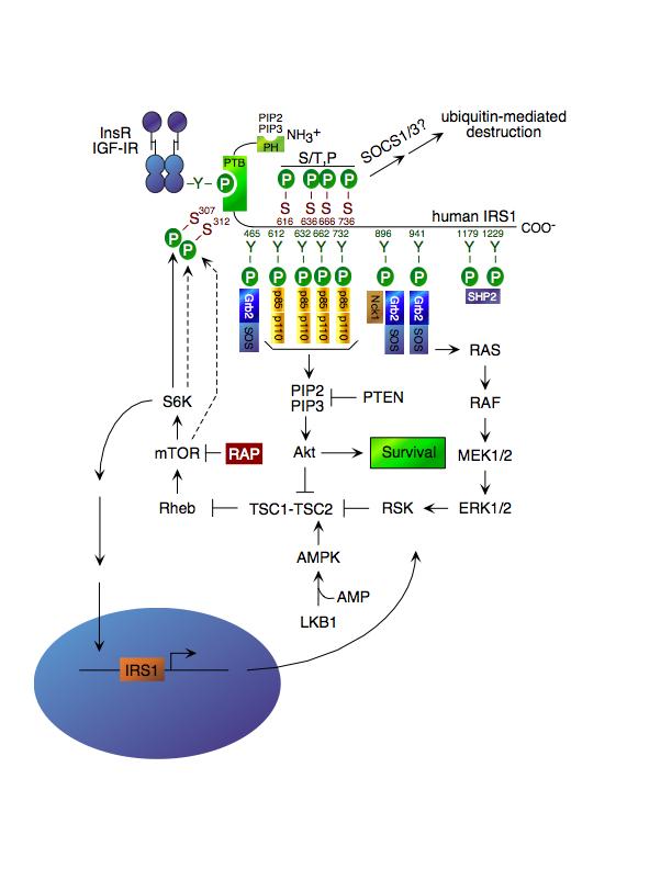 Model for Rheb/mTOR/S6K negative feedback on IRS function Activated Rheb/mTOR/S6K signaling downregulates IRS function at three levels 1.