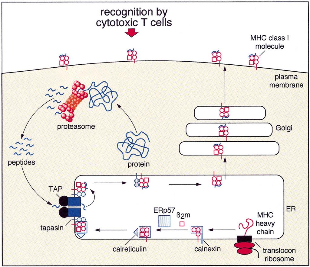 188 BRIGITTE LANKAT-BUTTGEREIT AND ROBERT TAMPÉ I. INTRODUCTION A. Overview of Antigen Processing The adaptive immune system has evolved to protect the organism against pathogens.
