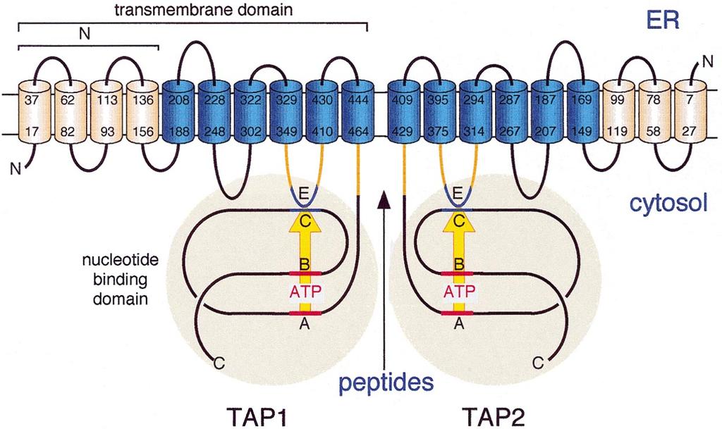 INTRACELLULAR PEPTIDE TRANSPORT IN ANTIGEN PROCESSING 193 FIG. 3. Membrane topology of the human TAP complex.