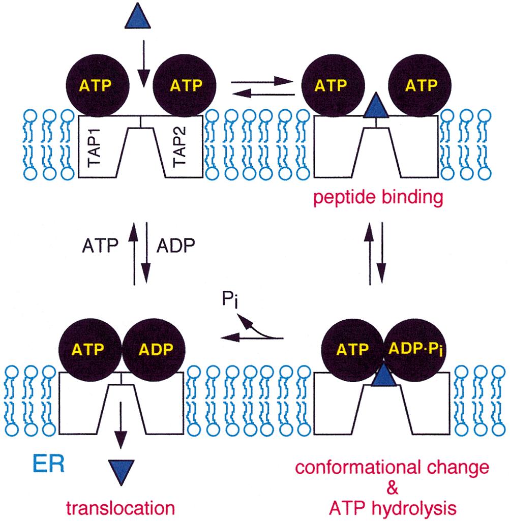 TAP2. Peptides associate with TAP in an ATP-independent manner at low temperatures (164).