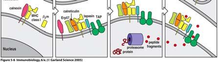 Proteasome Ribosomes