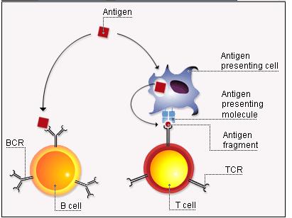 Antigen Recognition Two main strategies have been developed by the adaptive immune system to recognize antigen Immunoglobulins (Igs), expressed by the B lymphocytes.
