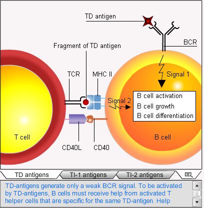 Antigen Recognition by B lymphocytes Thymus dependent (TD).