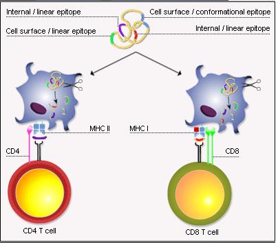 Antigen Recognition by T lymphocytes TCR-MHC interaction Peptide recognition T cells detect antigens via T-cell receptors (TCRs) that recognize antigen when presented as short fragments bound to