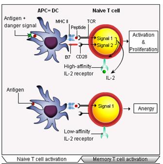 Antigen Recognition by T lymphocytes T cells detect antigens via T-cell receptors (TCRs) that recognize antigen when presented as short fragments bound to antigen-presenting molecules on the surface