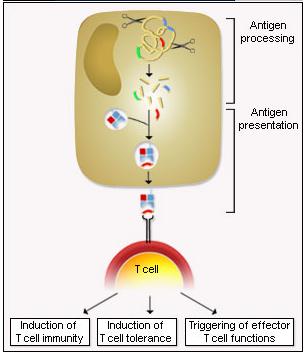 Antigen Presentation hat is antigen esentation? hy antigen esentation? What is antigen presentation?