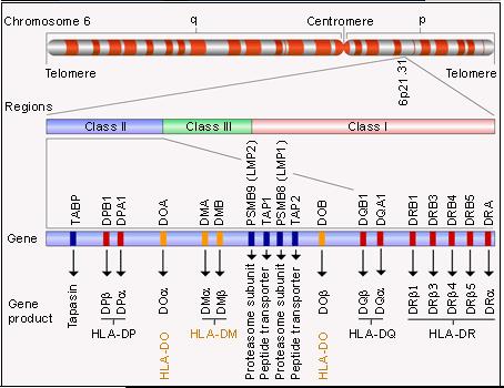 Antigen Presentation: The molecules The HLA complex is located on the short arm of chromosome 6 and covers almost 4 Mb.