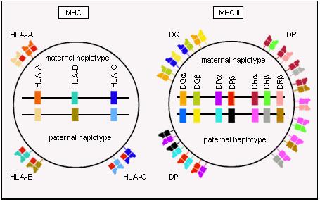 Antigen Presentation: The molecules MHC expression is co-dominant MHC class I expression MHC class I consist of an α chain and β2 microglobulin Up to 6 different MHC class I molecules can be