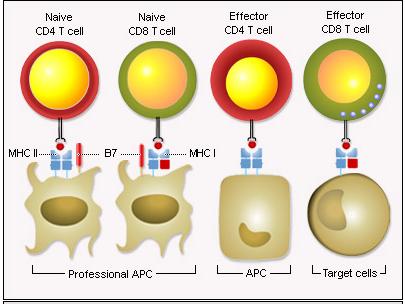 Which cells present antigen?