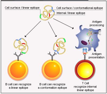 What is an epitope cell epitope Antigens are generally larger than the binding sites of the B cell or T cell's antigen receptors that specifically recognize and bind them.