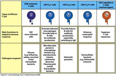 presentation and CD4 + T cell (Th cell) activation Different types of T cells
