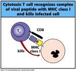they are -specific NKT cells s kill virus-infected and malignant cells