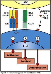 Signals 1, 2 and 3 in T cell activation The CTL immune response - presentation and (CTL) activation - I presentation and CD4+ T cell (Th cell) activation Antigen uptake