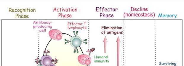 Antigen and antigen recognition by lymphocytes