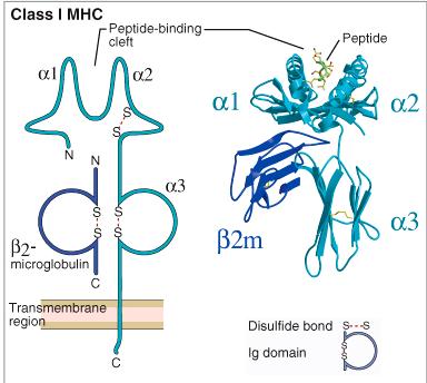 chromosome Abbas & Lichtman, 2004