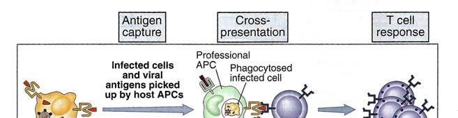 Each MHC molecules has different pathway of antigen processing and