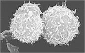 Lymphocyte classes Class Functions Receptor Marker B lymphocytes HMI sig FcR, MHC class II CD21, CD19 T lymphocytes Helper T cell