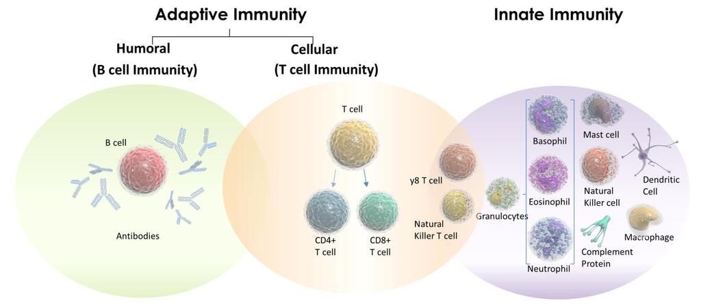 Branches of the Immune System Body has two main branches of immunity, innate and adaptive. Innate immunity is the first line of defense.