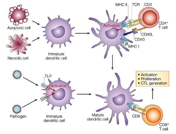 Antigen Presentation During antigen presentation, the immature dendritic cell will take up the antigen and present it on the major histocompatibility complex (MHC) complexes.