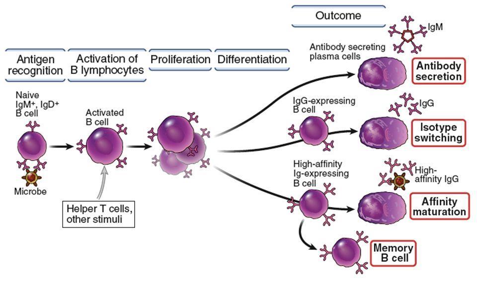 Activation of B Cells Antibodies are produced only by B lymphocytes. Humoral immune responses are initiated by binding of antigen to membrane bound antibody on B cells.